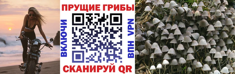 Псилоцибиновые грибы мицелий  купить наркоту  Балахна 